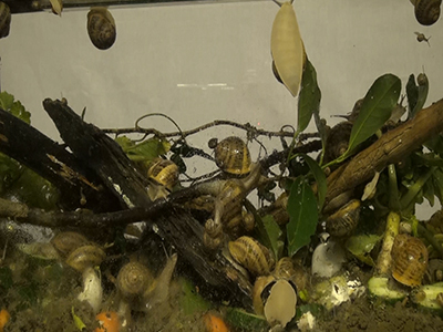 escargots